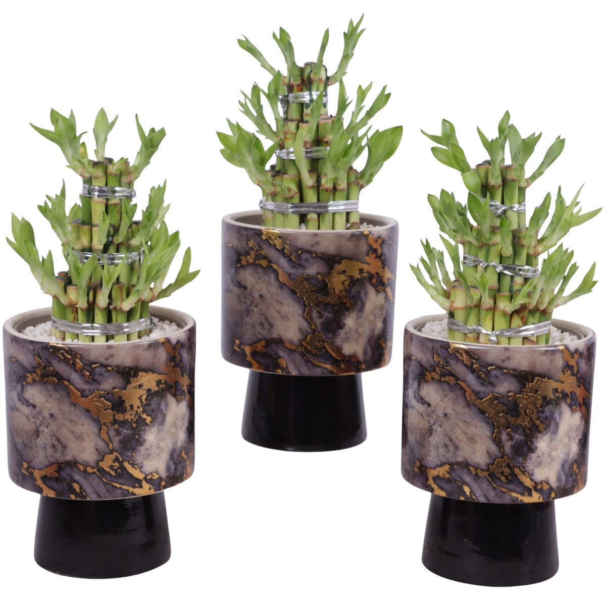 Drac. Lucky Bamboo 25cm 14cm Pot