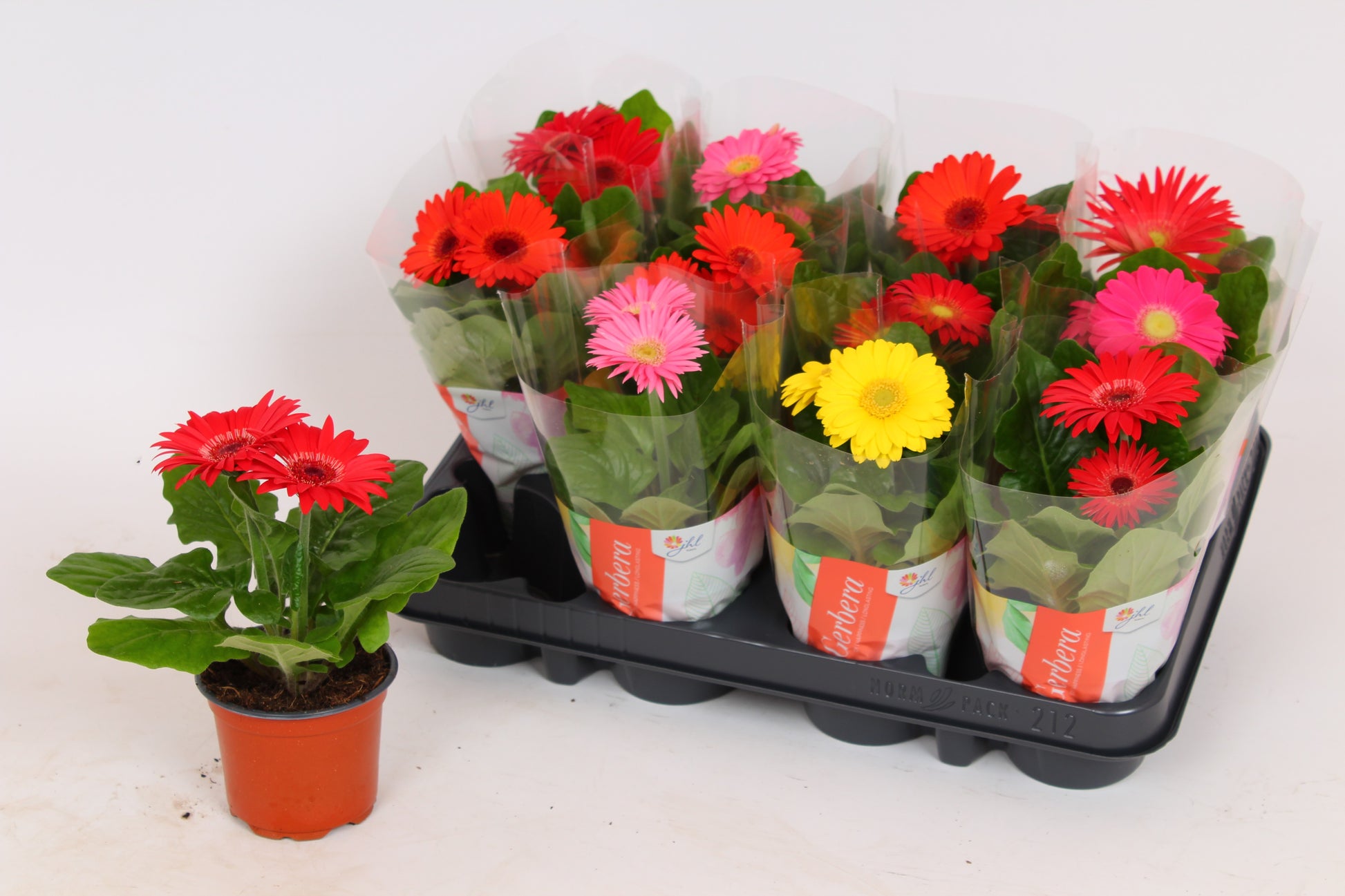 Gerbera Colourgame mix 20cm 9cm Pot