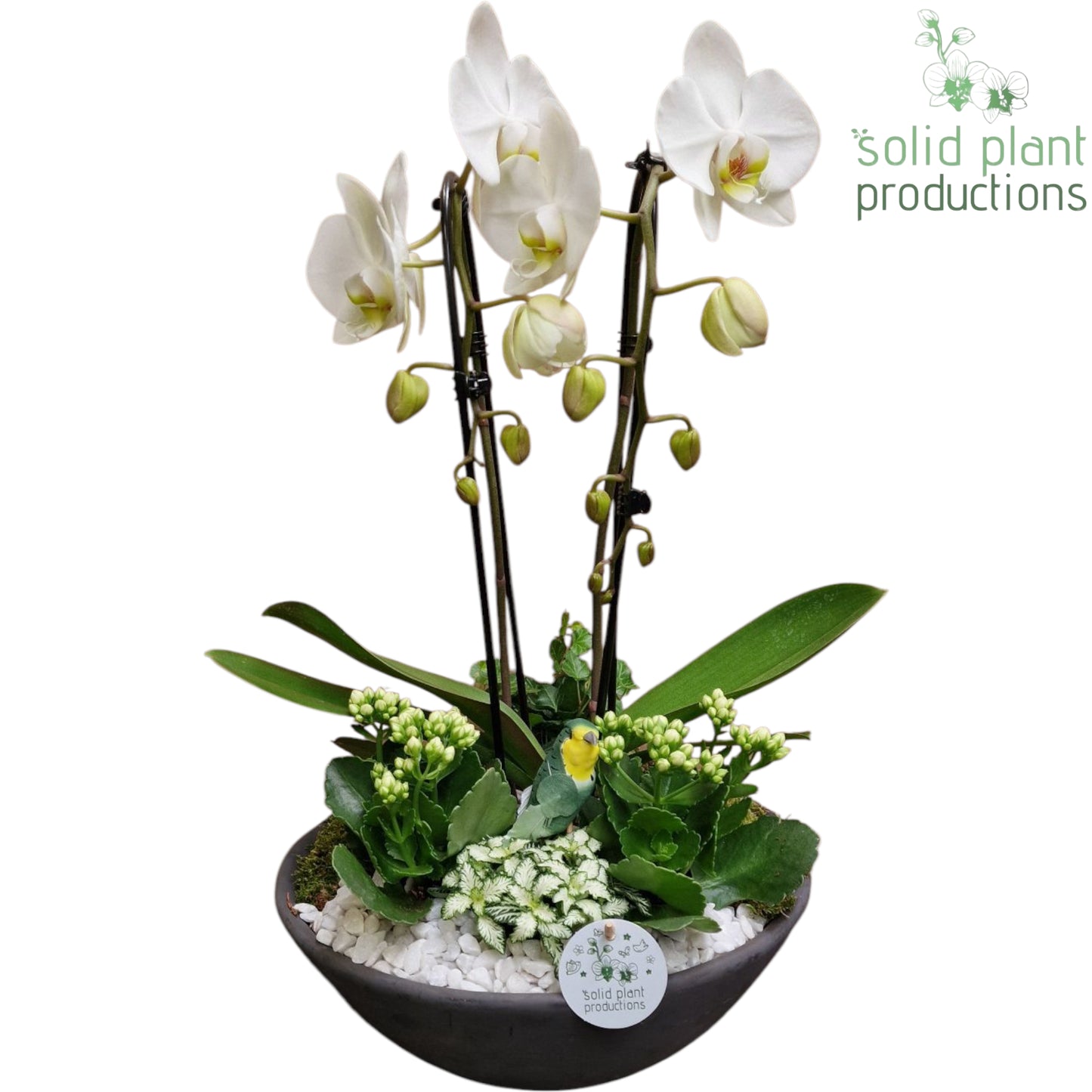PH012 Ebbi White Deluxe 55cm 32cm Pot