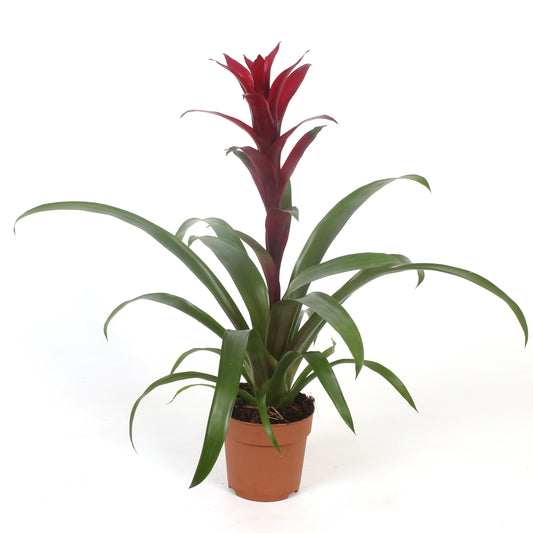 Guzmania Nextara 45cm 12cm Pot