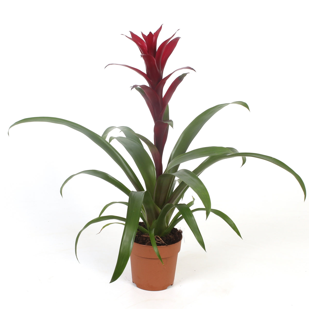 Guzmania Nextara 45cm 12cm Pot