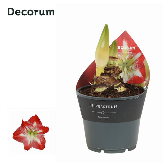 Hippeastrum 25cm 14cm Pot