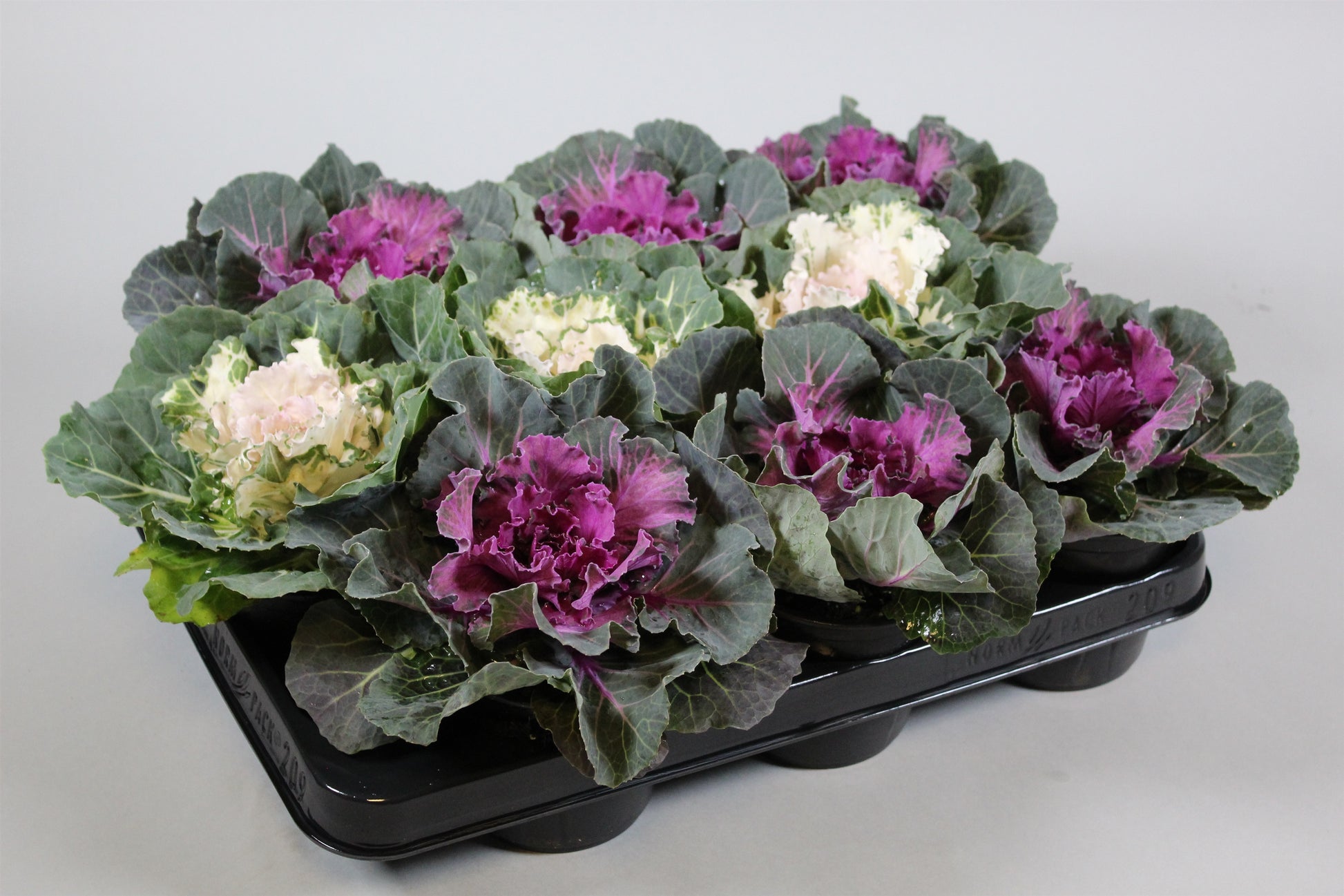 Kap-Tiegelaar. Kwekerij Brassica ole. mix Pack of 8