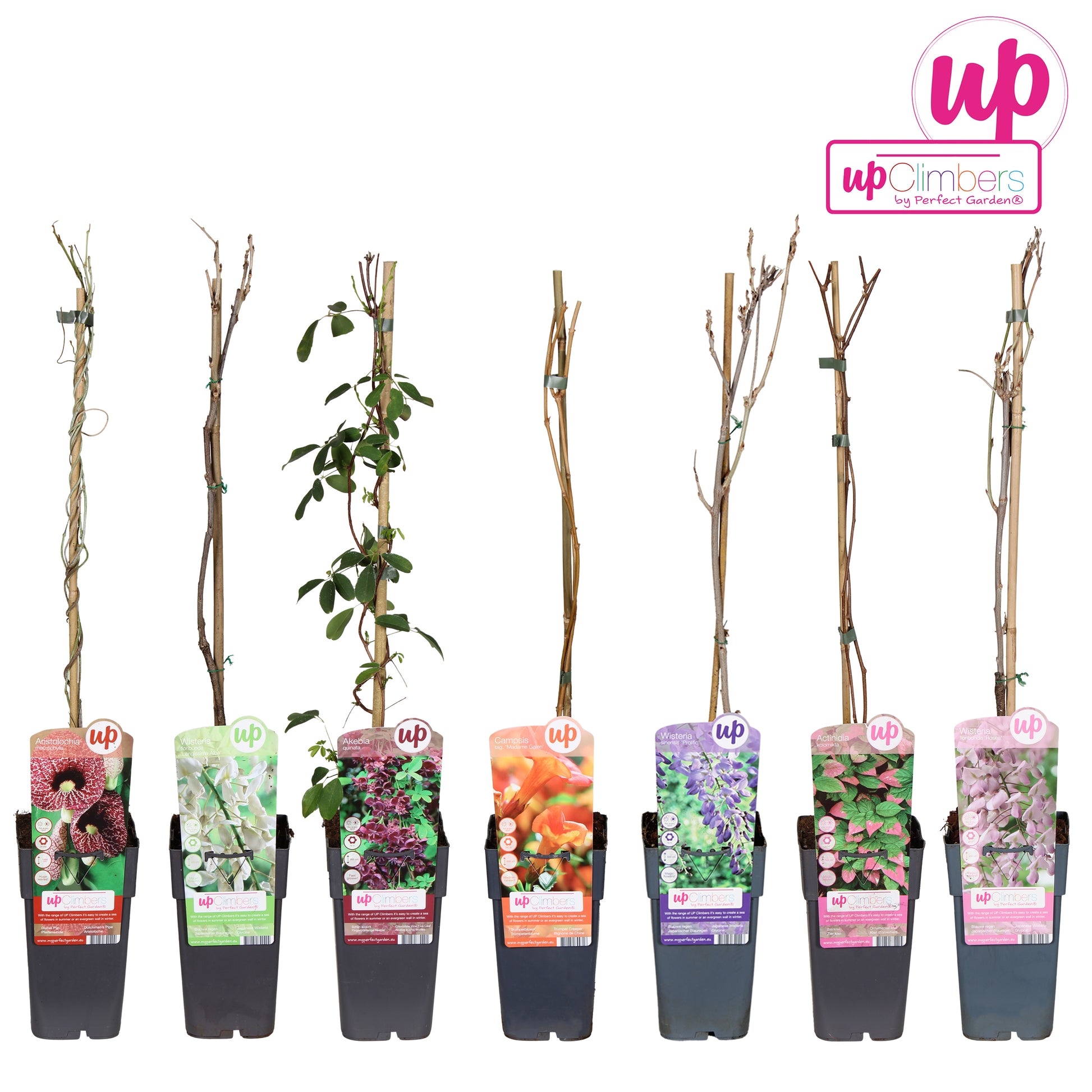 Climbers Mix 65cm 15cm Pot