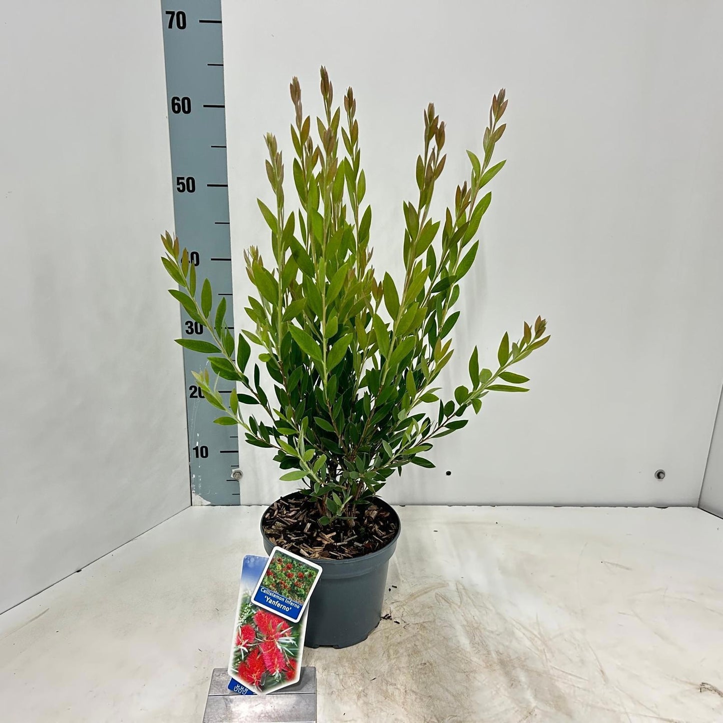 Callistemon citr. Splendens 65cm 17cm Pot