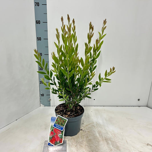 Callistemon citr. Splendens 65cm 17cm Pot