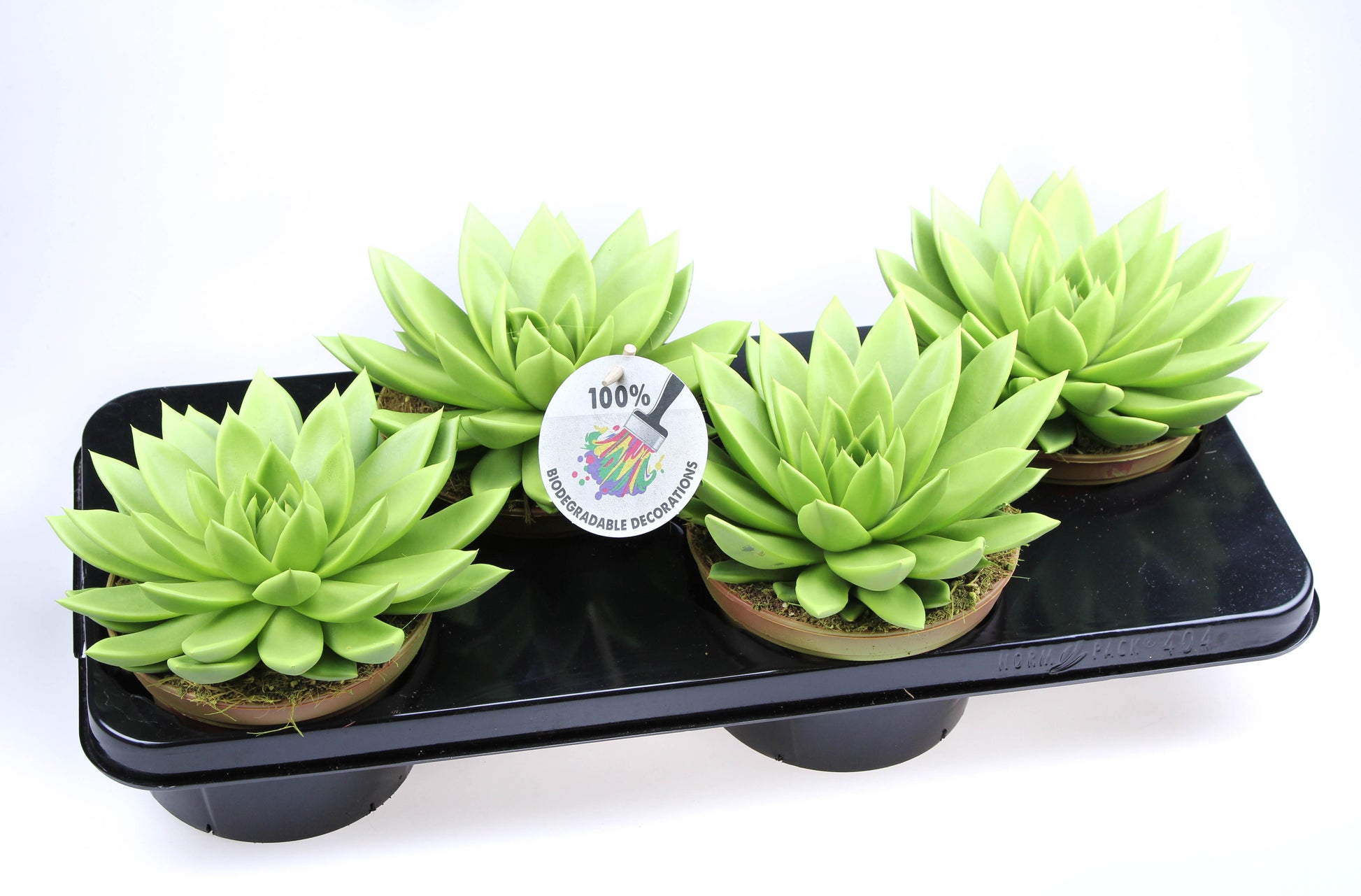 Rainbow Yellow-green 15cm 15cm Pot