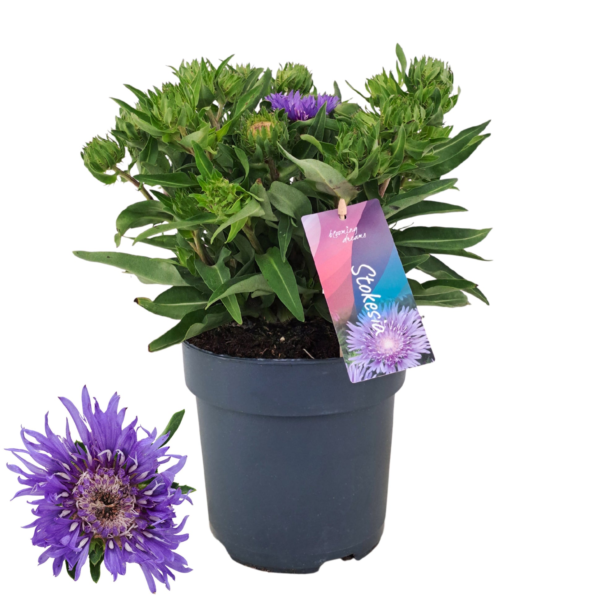 Stokesia laevis 35cm 17cm Pot