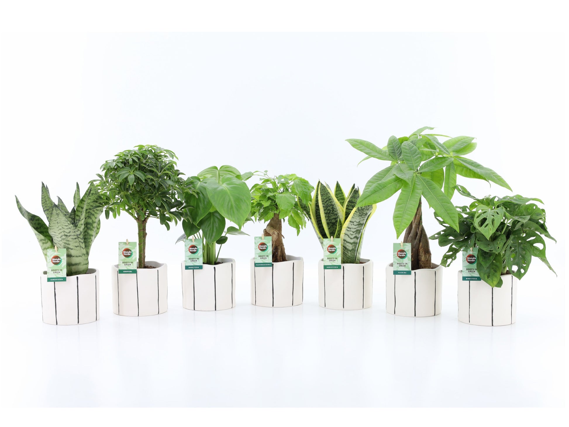 Foliage houseplants mix 35cm 13cm Pot
