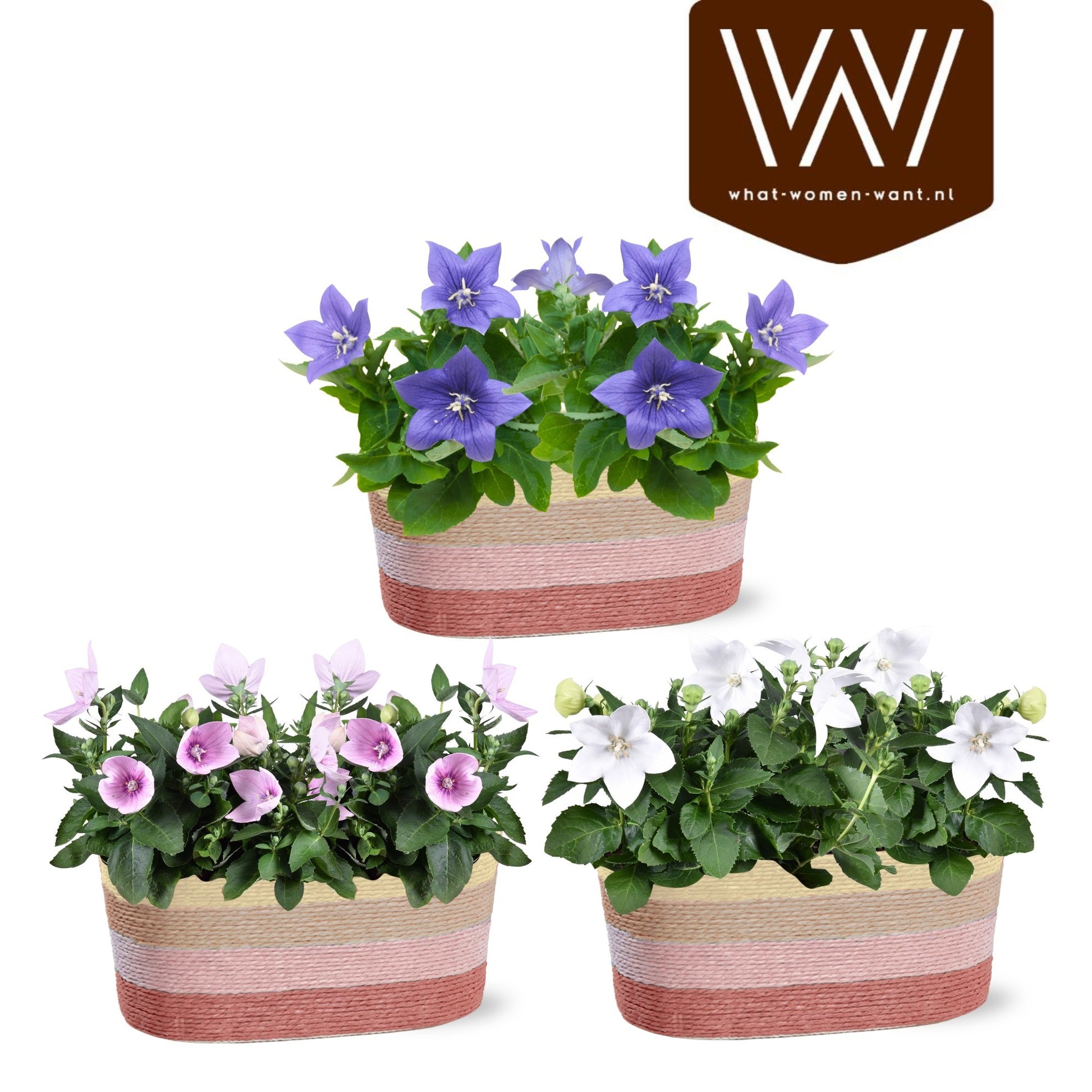 Adrichem Potplanten Platycodon mix Pack of 3