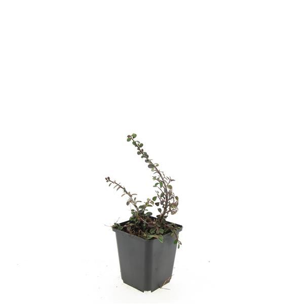 Cotoneaster pro. Streib's Findling 15cm 9cm Pot