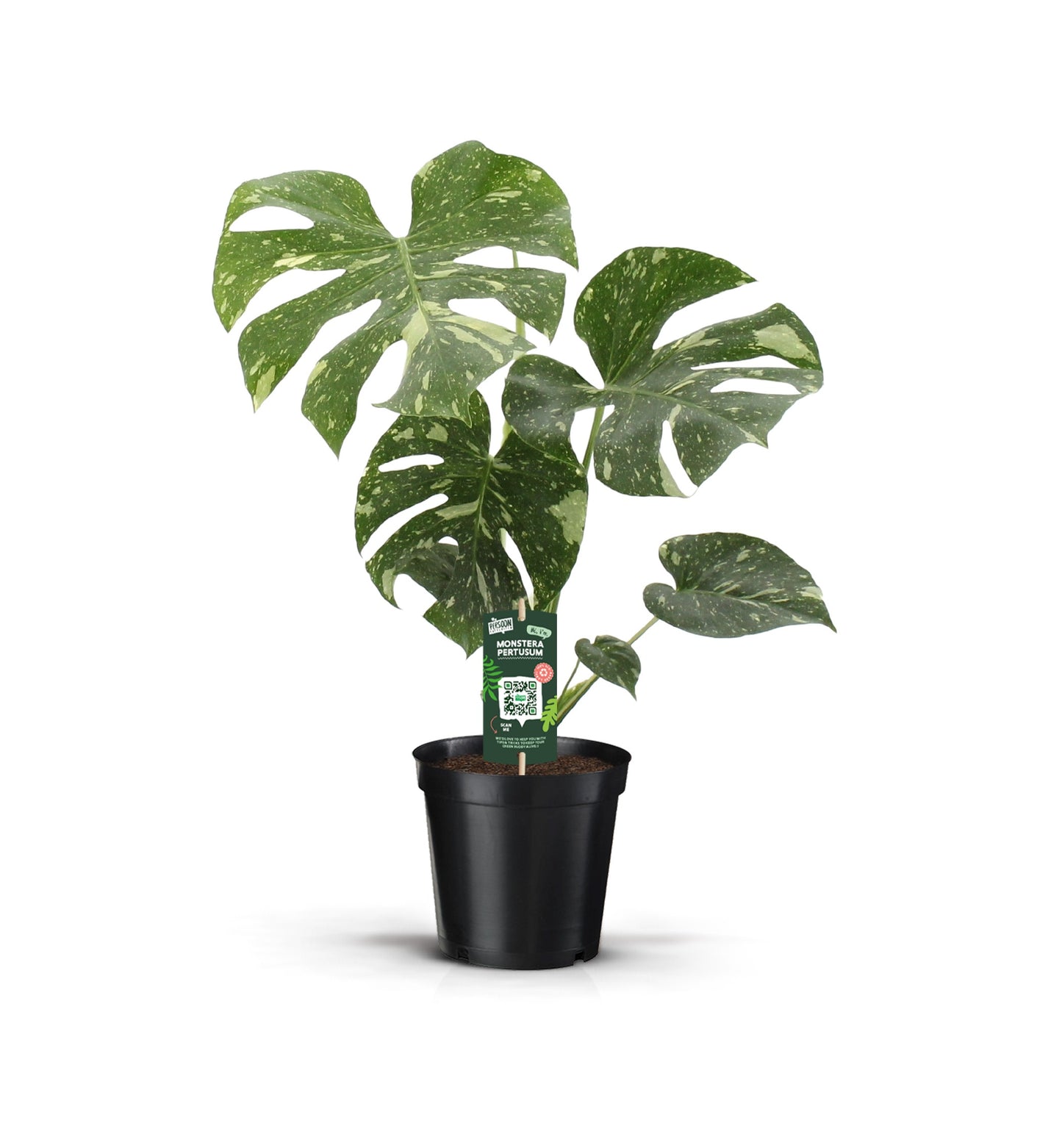 Monstera Thai Constellation 70cm 19cm Pot