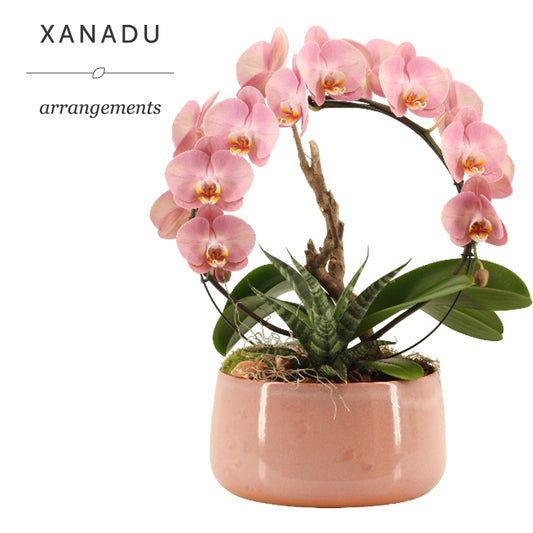 Xanadu Sofia 50cm 24cm Pot