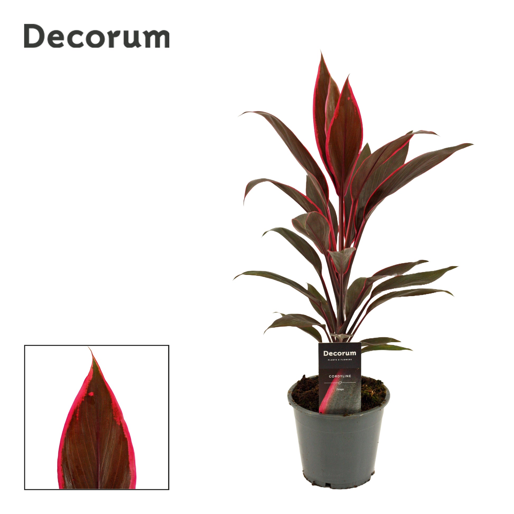Cordyline frut. Tango 40cm 12cm Pot