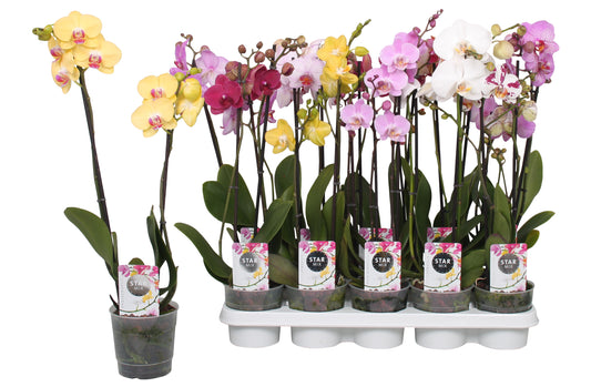 Phalaenopsis Star mix 50cm 12cm Pot
