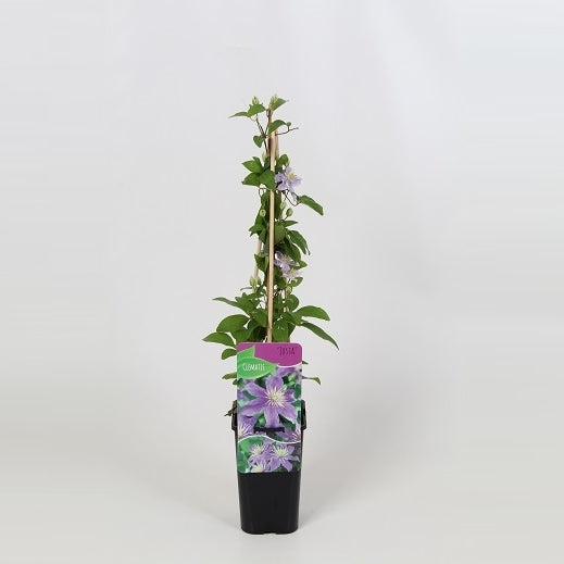 Clematis hybrid mix 60cm 14cm Pot