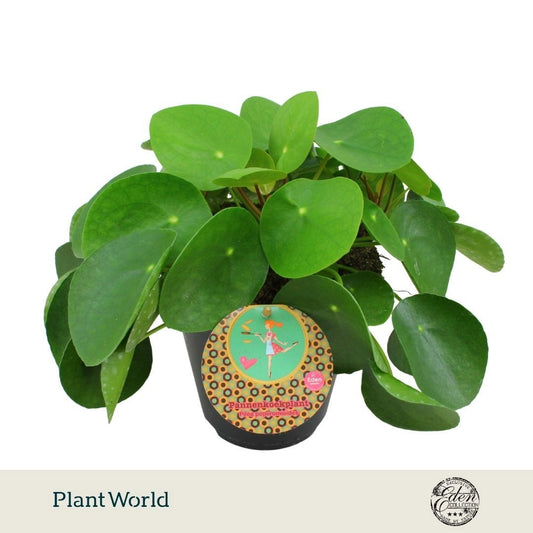 Pilea peperomioides 30cm 15cm Pot