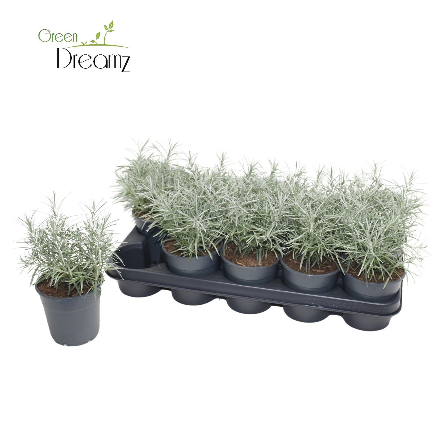 Helichrysum italicum 30cm 12cm Pot
