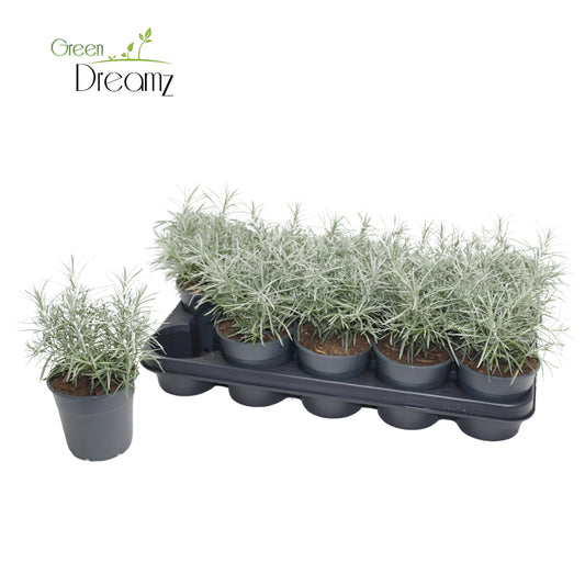 Helichrysum italicum 30cm 12cm Pot