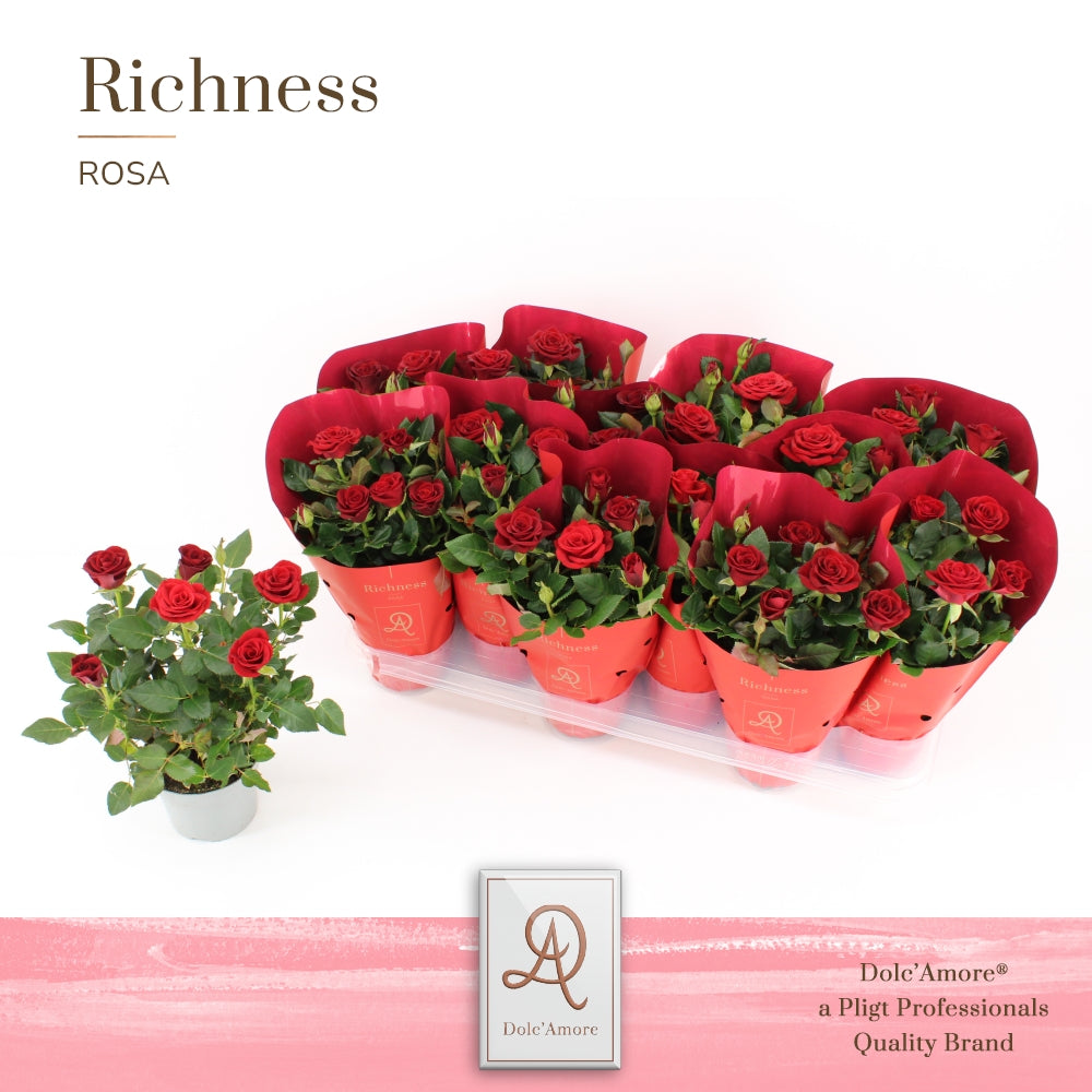 Pligt Professionals BV Rosa Amorosa red Pack of 12