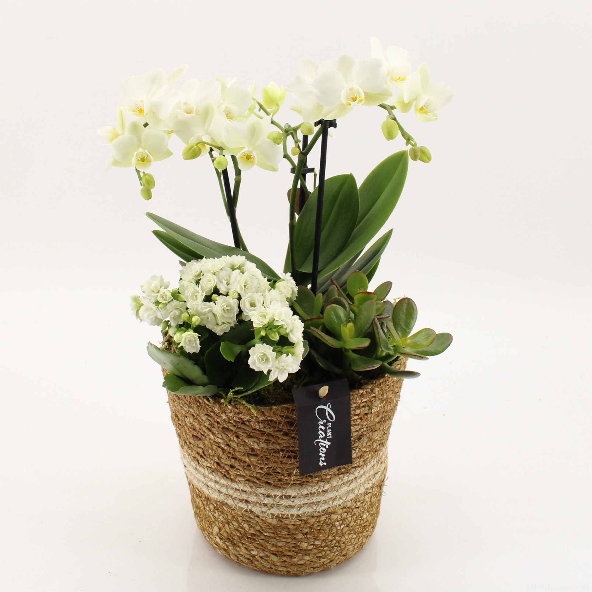 PROMO-A2603 45cm 17cm Pot