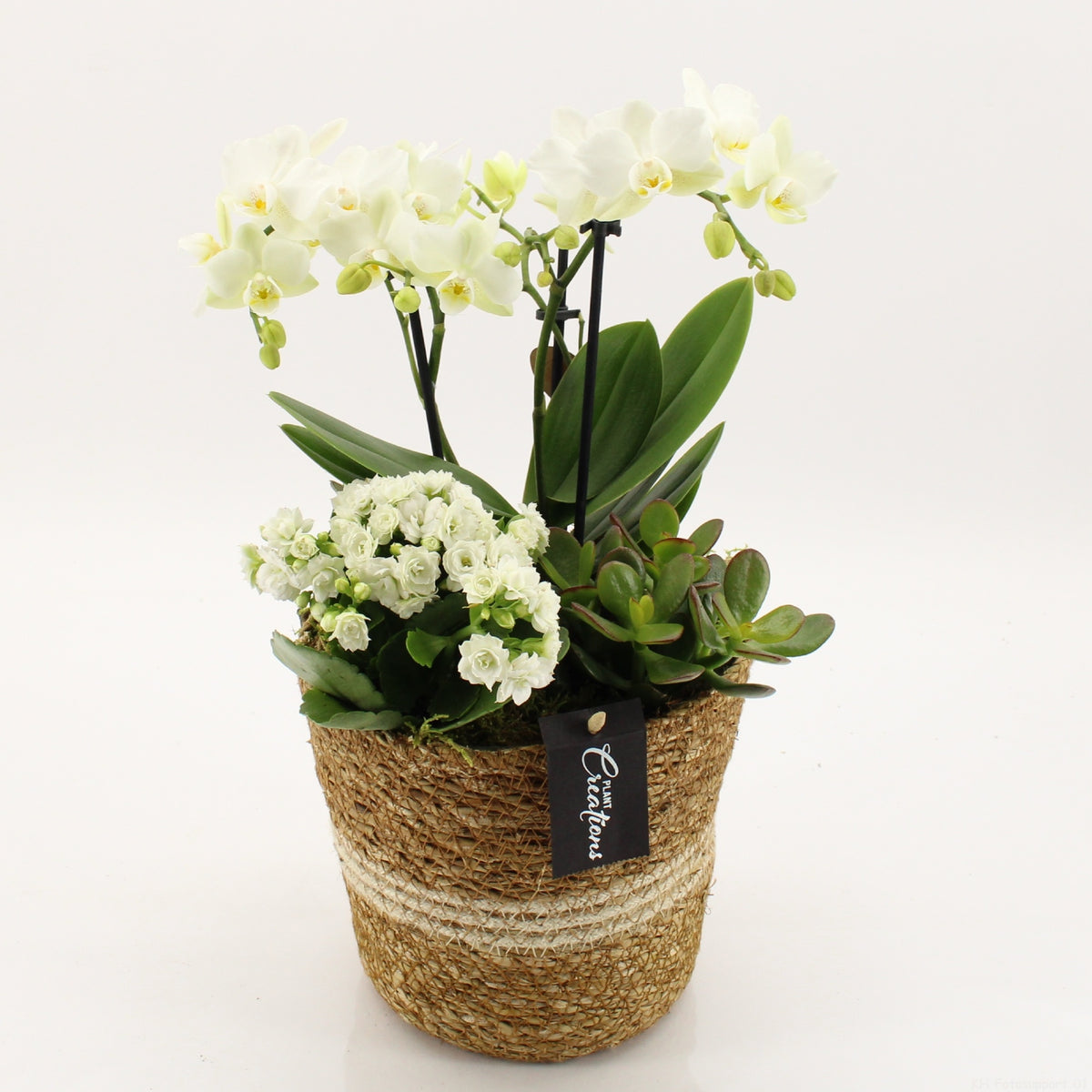 PROMO-A2603 45cm 17cm Pot