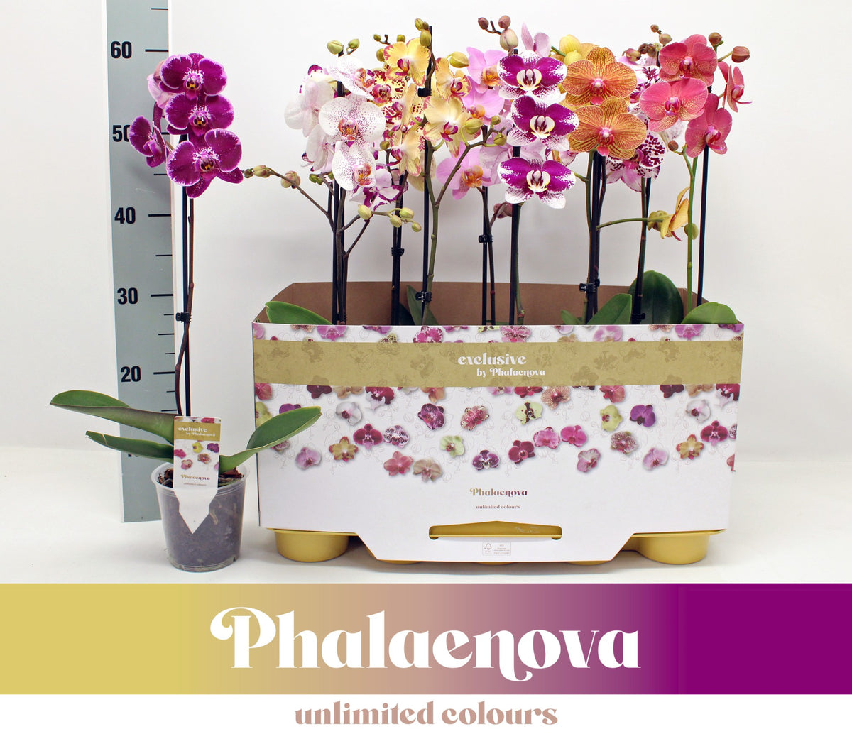 Phalaenopsis mix 10 colors 60cm 12cm Pot