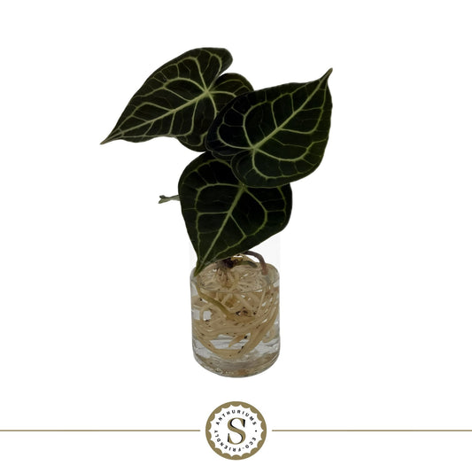 Anthurium clarinervium 20cm 8cm Pot