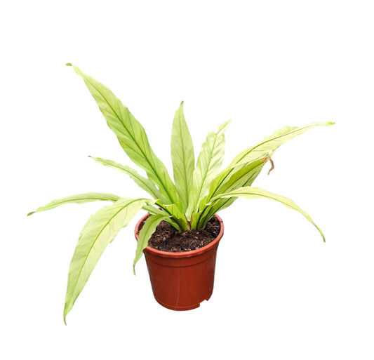 Anthurium andraeanum 40cm 17cm Pot