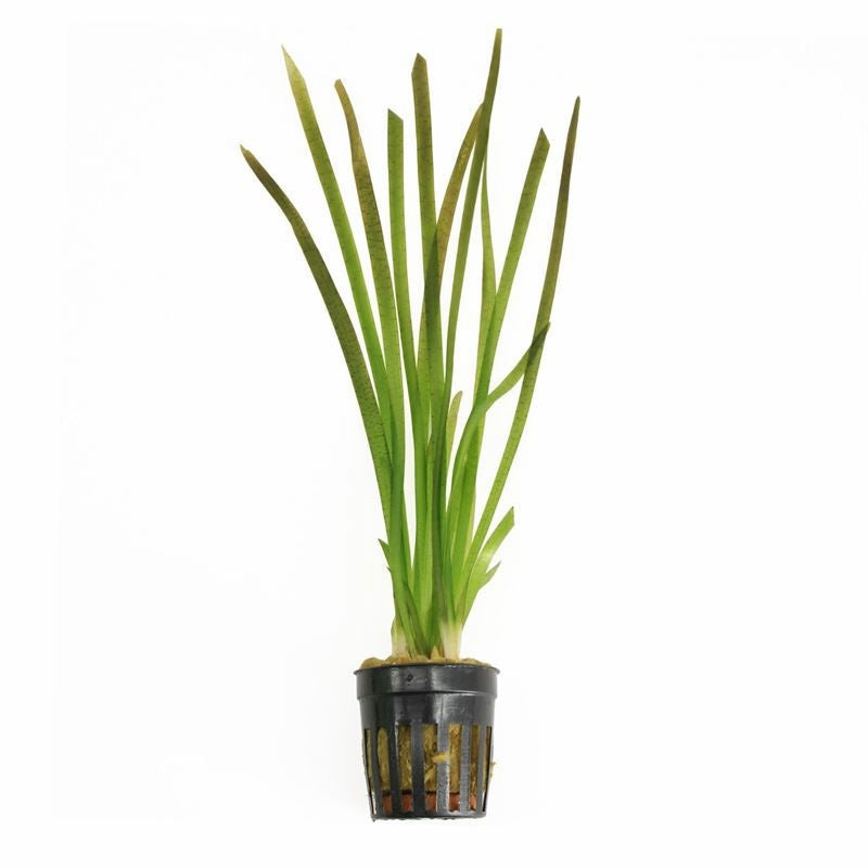 Aquarium plant mix 10cm 5cm Pot