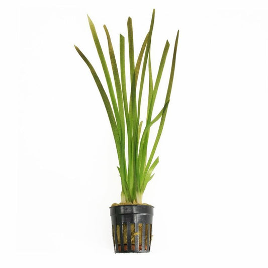 Aquarium plant mix 10cm 5cm Pot