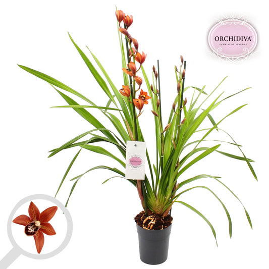 cymbidium-70cm-14cm-pot