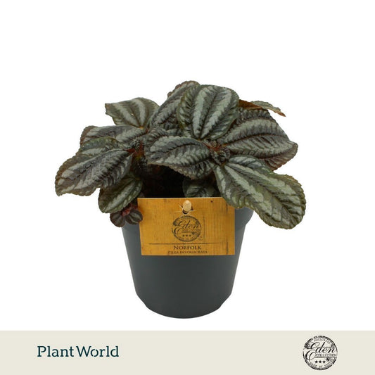 Plantworld Smit Kwekerij Pilea Norfolk Pack of 8