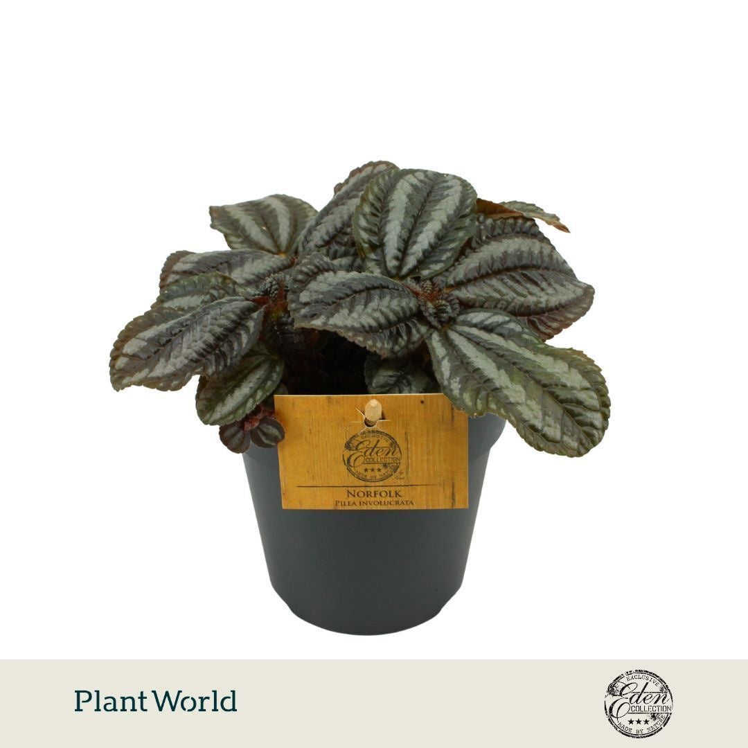 Plantworld Smit Kwekerij Pilea Norfolk Pack of 6