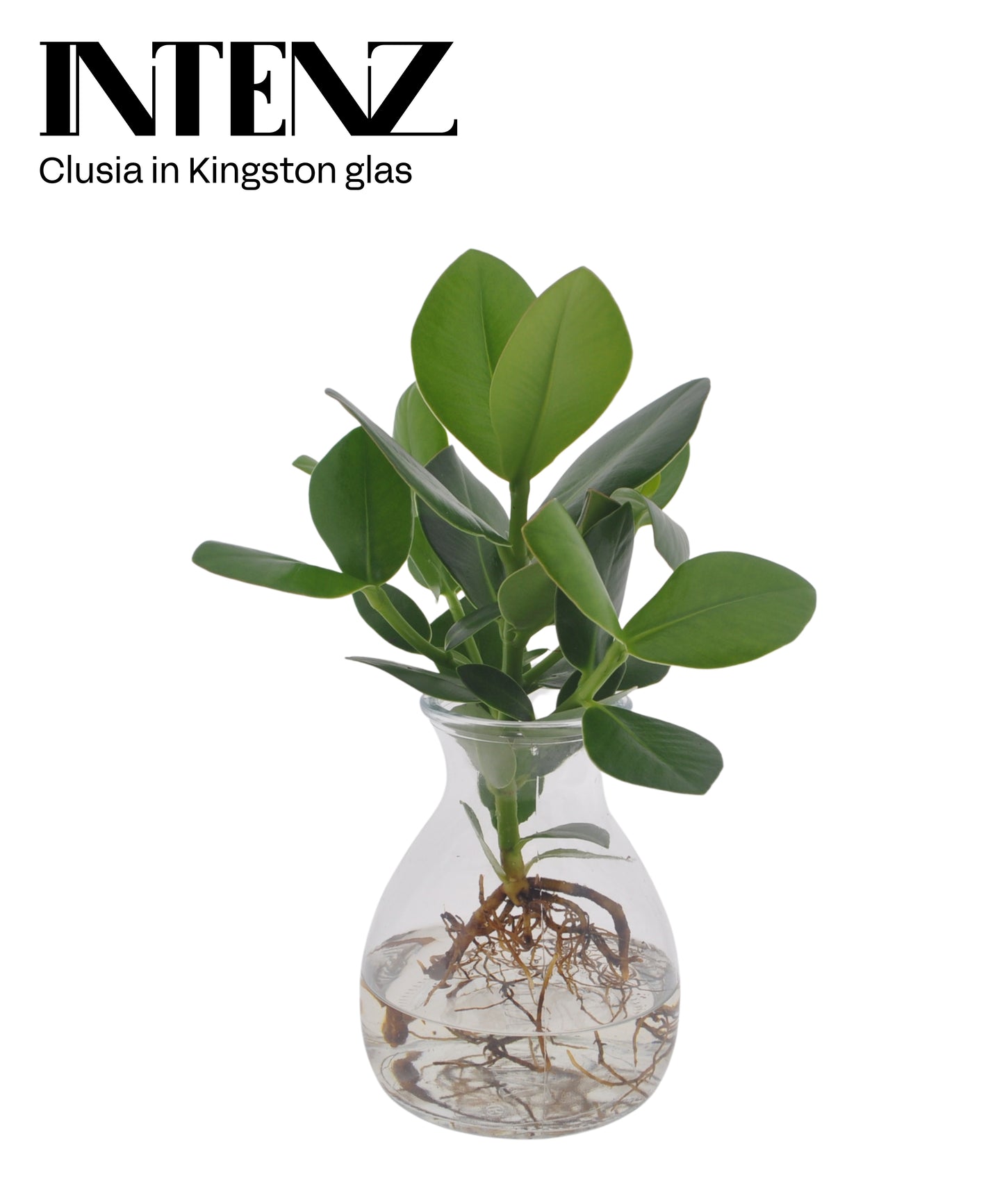 Clusia Princess 30cm 12cm Pot