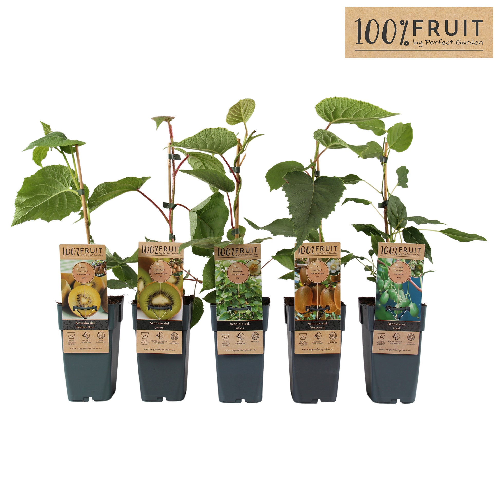 Actinidia 65cm 15cm Pot