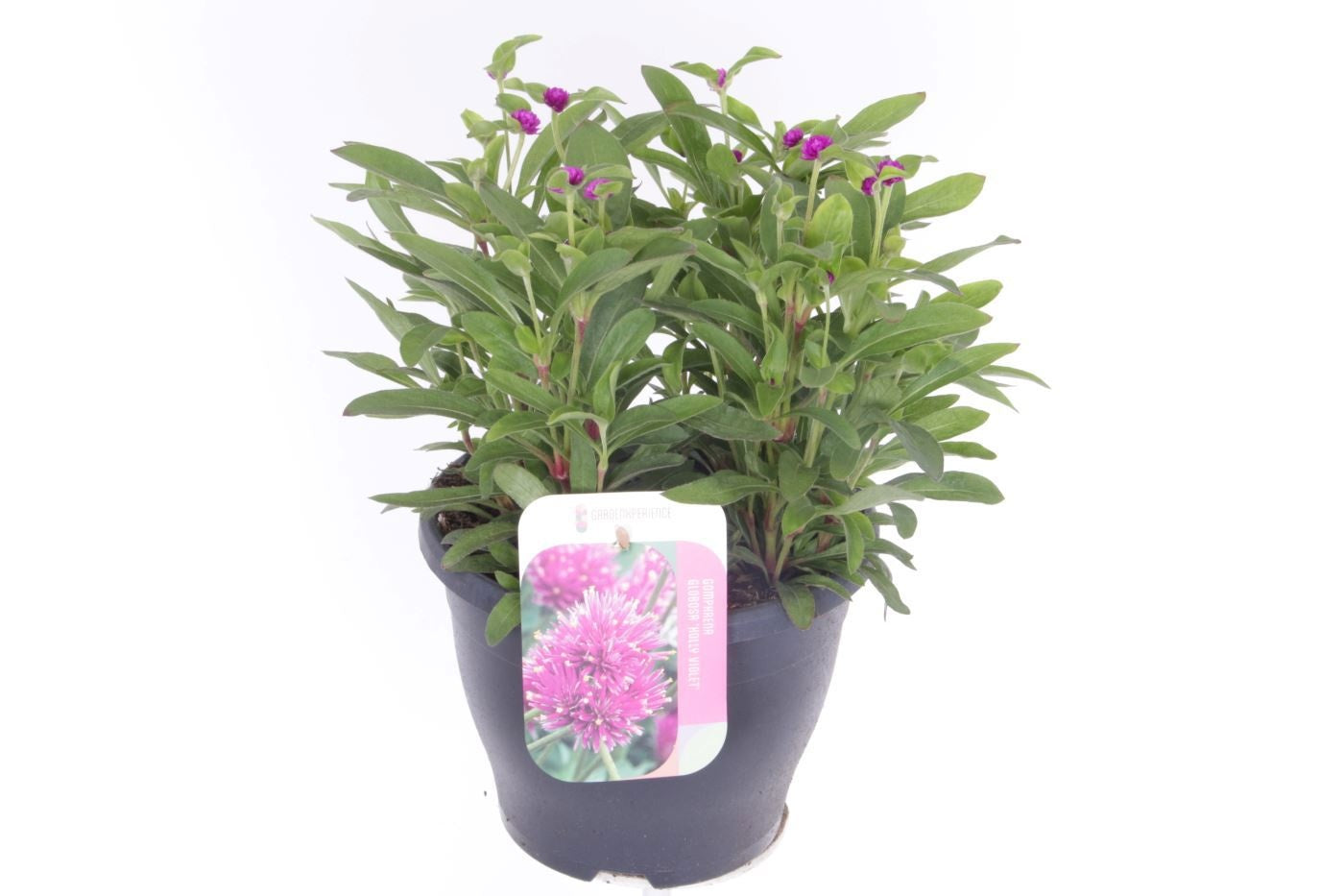 Gomphrena globosa 40cm 23cm Pot