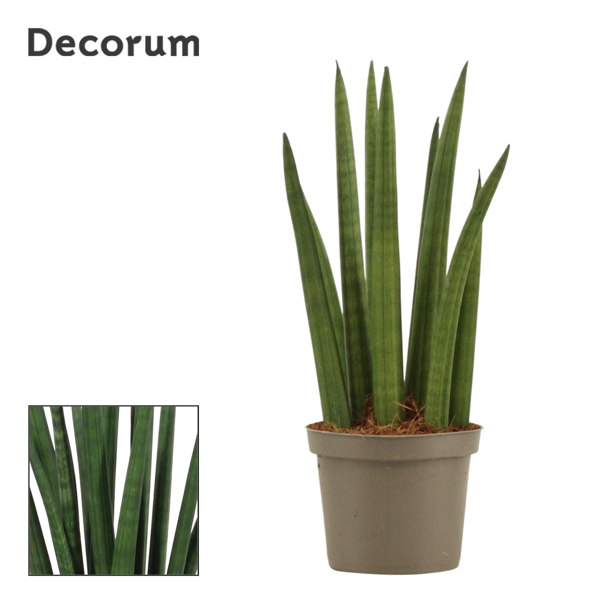 Sansevieria cylindrica 25cm 9cm Pot