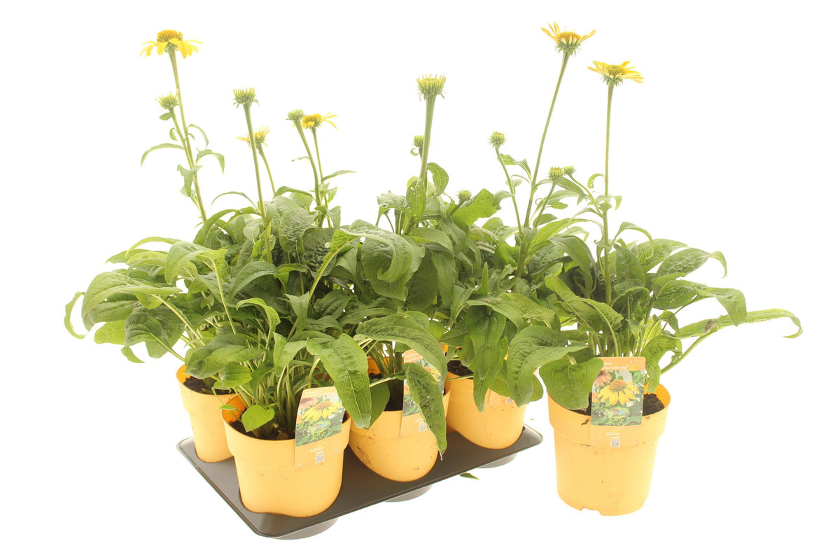 Echinacea hybrid 15cm 15cm Pot