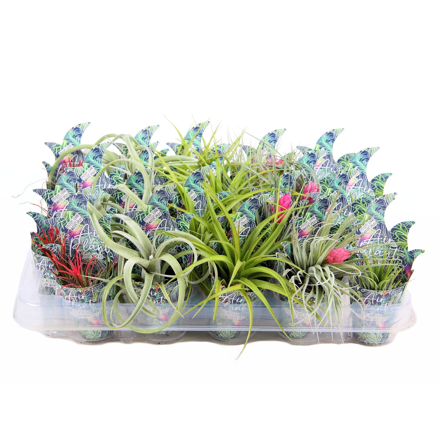 Tillandsia ionantha 15cm 7cm Pot