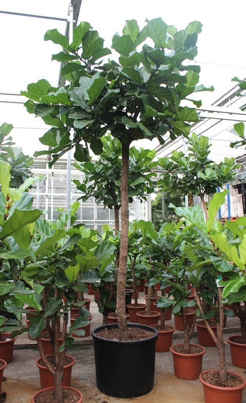 Ficus lyrata 400cm 80cm Pot