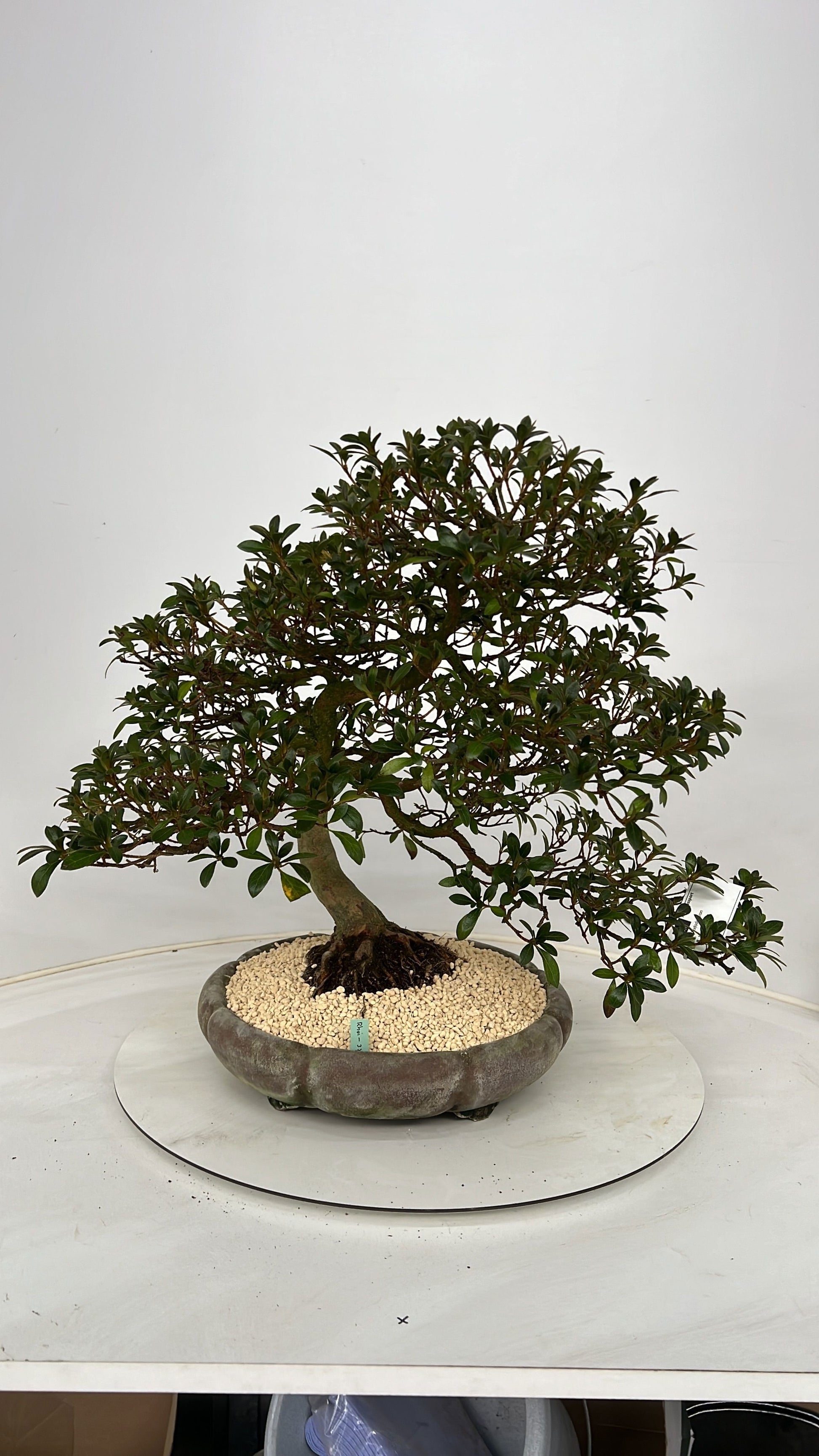 Bonsai Metasequoia Forest 60cm 37cm Pot