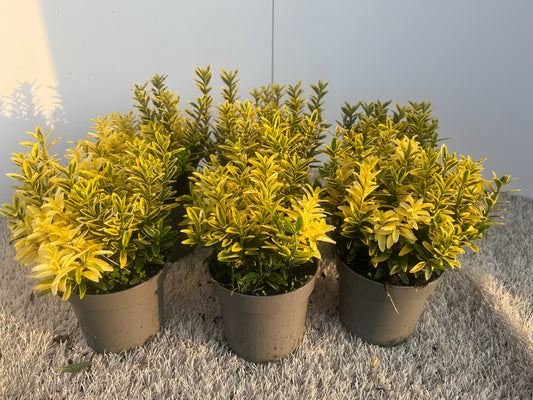 Euonymus japonicus Microphyllus Aureovariegatus 20cm 10.5cm Pot