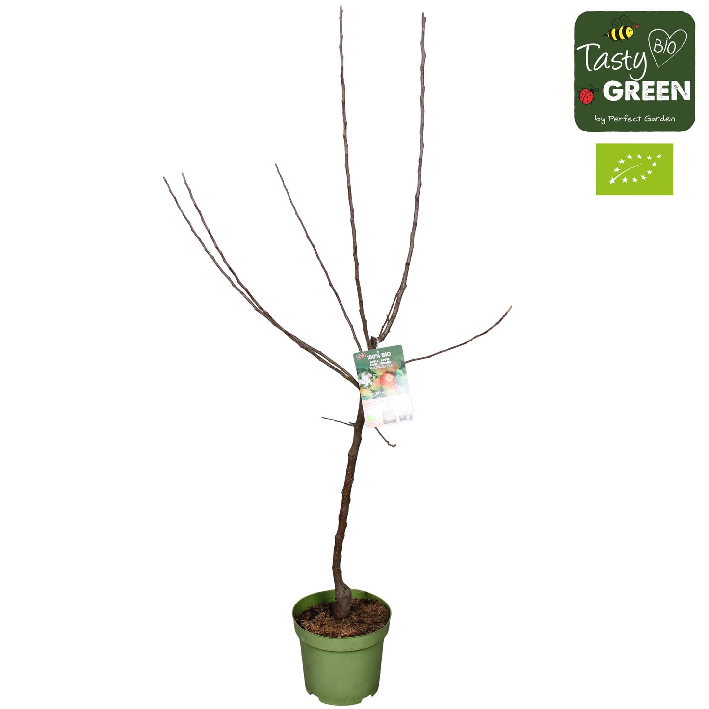 Malus domestica (Apple) Double U 220cm 27cm Pot