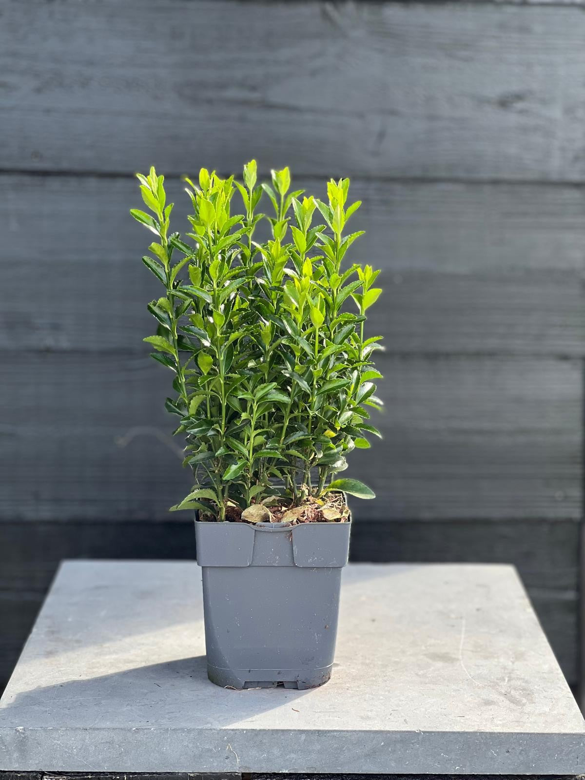 Euonymus Green Spire 25cm 13cm Pot
