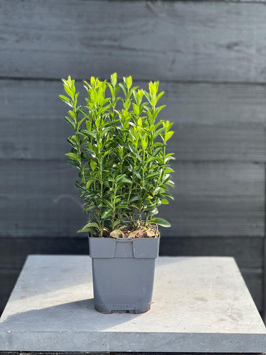Euonymus Green Spire 25cm 13cm Pot