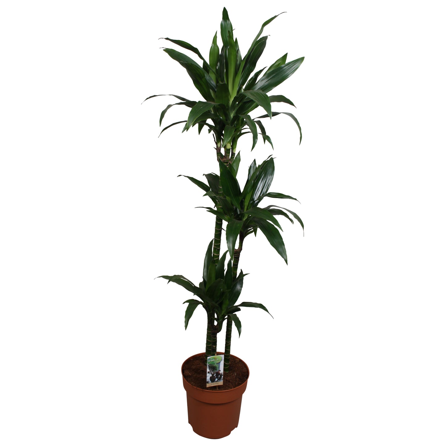 Dracaena fragrans Janet Craig 150cm 27cm Pot