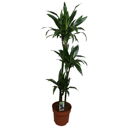 Dracaena fragrans Janet Craig 150cm 27cm Pot
