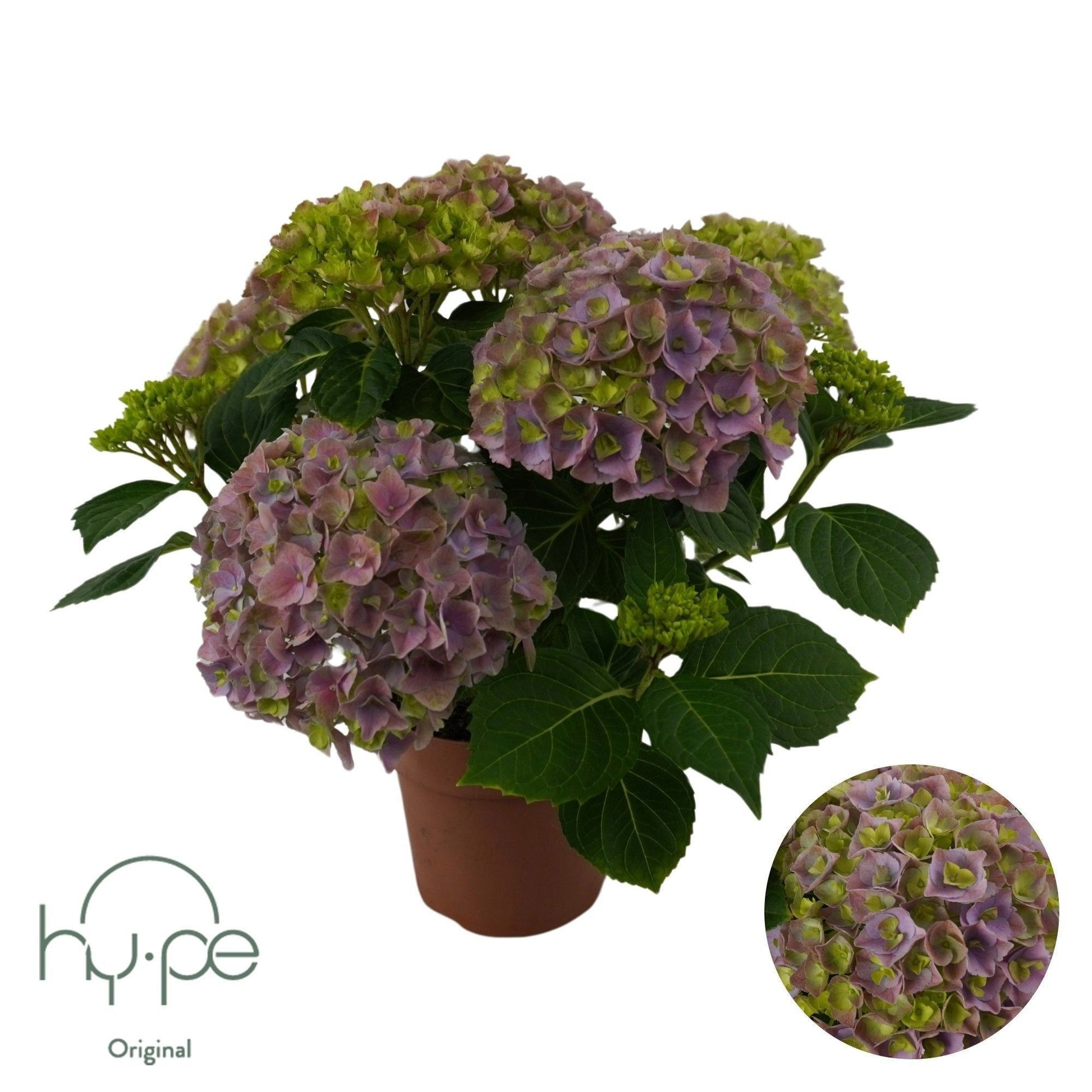 Hydrangea macrophylla 40cm 14cm Pot