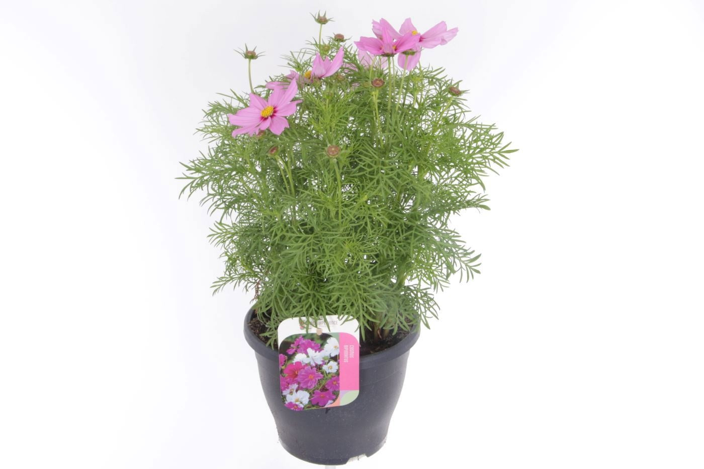 Cosmos bip. Casanova Pink 55cm 23cm Pot